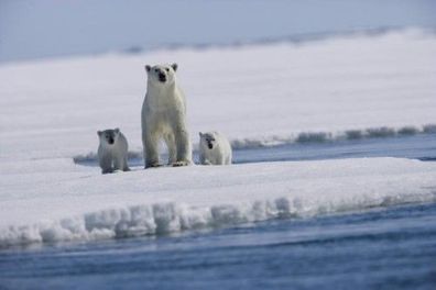 Fototapete POLAR BEARS 325,5x217 Vliestapete Eisbären-Familie Arktis Schnee Eis