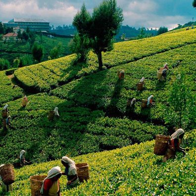 400g Ceylon SILVER TIPS White Tea, Weißer Tee, Whole Leaf, Nuwara Eliya Express
