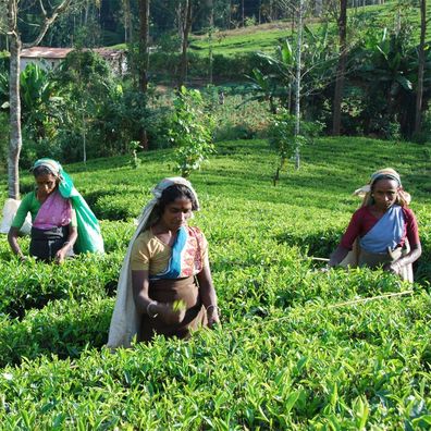 400g Ceylon PEKOE TEA Whole Leaf Schwarzer Hochland Tee Nuwara Eliya DI