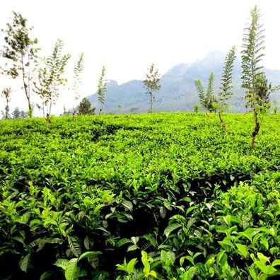50g Ceylon GOLDEN TIPS White Tea Weißer Tee Whole Leaf Nuwara Eliya Sri Lanka Express