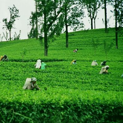 400g Ceylon DUST N°1 TEA (extrem fein sehr ergiebig) Schwarzer Hochland Tee DI
