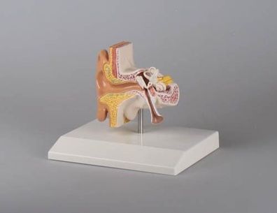 Ohrmodell, anatomisches Modell Ohr, Otoskopie, 1,5-fach