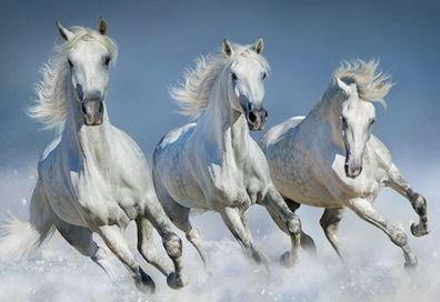 TischSet 3D weiße Pferde Platzset 2erSet Platzdeckchen Poster Bilder Pferd Pony Tiere