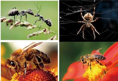 3 D Ansichtskarte Spinne Biene Ameise Maus Postkarte Wackelkarte Hologrammkarte Tier