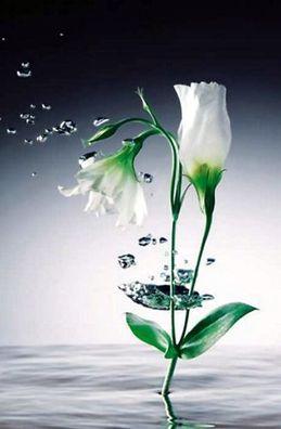 Fototapete Crystal FLOWER 115x175 cm Blume weiße Blüte Kunst Fotokunst Stilleben