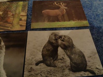 Sammlung von Postkarten-16 Tier und Zookarten- unbeschrieben