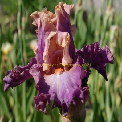 Schwertlilie Bart-Iris Photogenic
