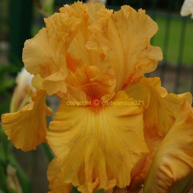 Schwertlilie Bart-Iris Orange King
