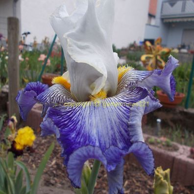 Schwertlilie Bart-Iris Beautifull Nitra