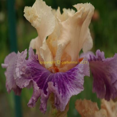 Schwertlilie Bart-Iris Devilicius