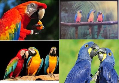 3 D Ansichtskarte Vögel Vogel Papageien Postkarte Wackelkarte Hologrammkarte Tier Zoo