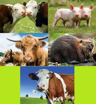 3 D Ansichtskarte Kühe Kuh Biber Postkarte Wackelkarte Hologrammkarte Tier Bauernhof