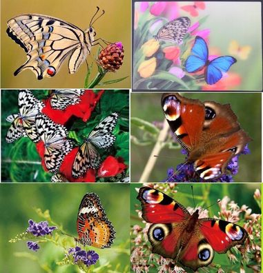 3 D Ansichtskarte Schmetterlinge Falter Postkarte Wackelkarte Hologrammkarte Tier