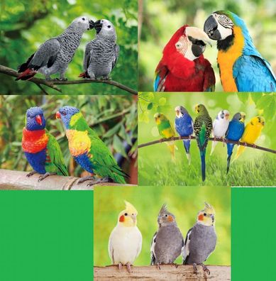 3 D Ansichtskarte Vögel Papagei Postkarte Wackelkarte Hologrammkarte Tiere Tier Vogel