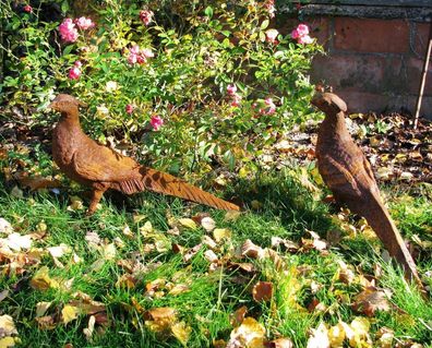 Fasan Jagdfasan Vogel Goldfasan Jagdtrophäe