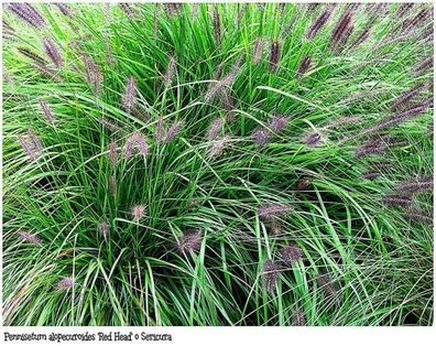 Ephedra sinica 100 Samen Chinesisches Meerträubel Ma-Huang Heilpflanze der TCM