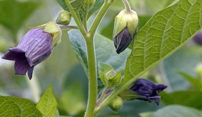 Hexenkraut 1000 Samen Tollkirsche Atropa bella-donna frische Ernte