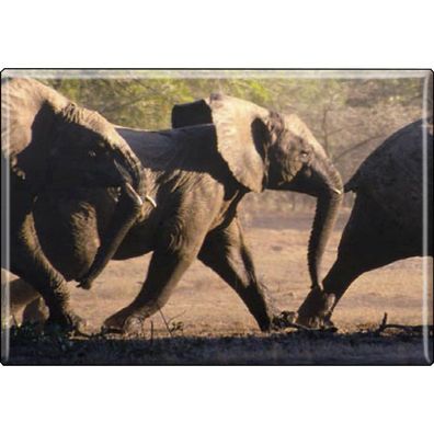 Kühlschrankmagnet - Elefant Elefantenherde - Gr. ca. 8 x 5,5 cm - 37027 - Magnet Kü