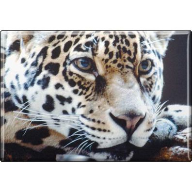 Kühlschrankmagnet - Raubkatze Leoparden - Gr. ca. 8 x 5,5 cm - 37036 - Magnet Küche