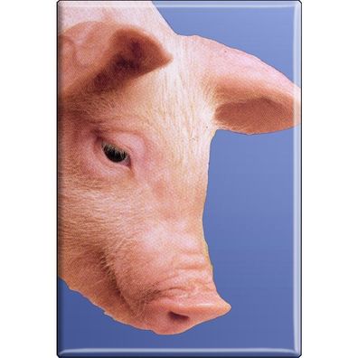 Kühlschrankmagnet - Schweine Ferkel - Gr. ca. 8 x 5,5 cm - 38332 - Magnet Küchenma