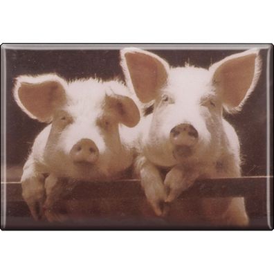 Kühlschrankmagnet - Schweine Ferkel - Gr. ca. 8 x 5,5 cm - 38334 - Magnet Küchenmag