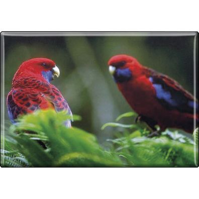 Kühlschrankmagnet - Vogel Papageien - Gr. ca. 8 x 5,5 cm - 37235 - Magnet Küchenmag