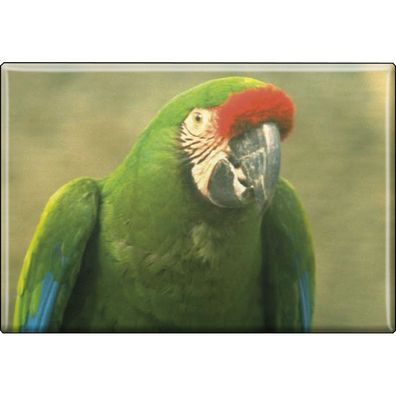 Kühlschrankmagnet - Vogel Papageien - Gr. ca. 8 x 5,5 cm - 37238 - Magnet Küchenmag