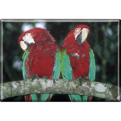 Tiermagnet - Vogel Papageien - Gr. ca. 8 x 5,5 cm - 37229 -Magnet