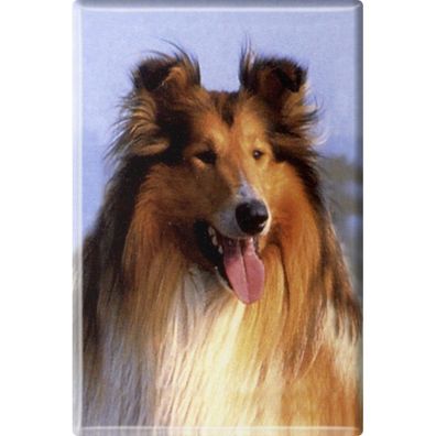 Tiermagnet - Hunde Collie - Gr. ca. 8 x 5,5 cm - 38441 - Küchenmagnet