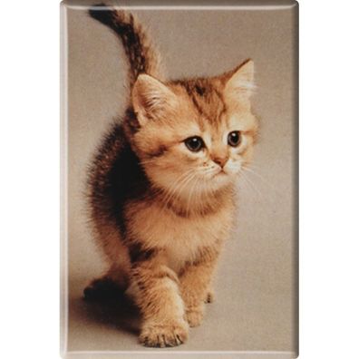 Tiermagnet - Katze Kätzchen - Gr. ca. 8 x 5,5 cm - 38427 - Küchenmagnet