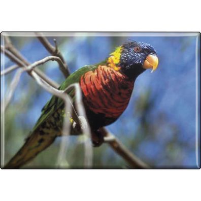 Tiermagnet - Vogel Papageien - Gr. ca. 8 x 5,5 cm - 37240 - Küchenmagnet