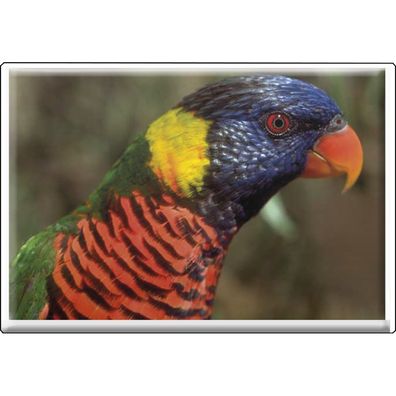 Tiermagnet - Vogel Papageien - Gr. ca. 8 x 5,5 cm - 37241 - Küchenmagnet