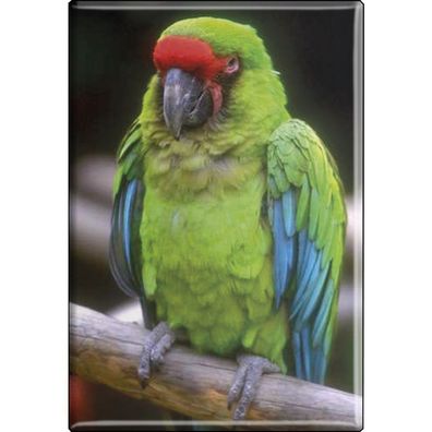 Tiermagnet - Vogel Papageien - Gr. ca. 8 x 5,5 cm - 37237 - Küchenmagnet