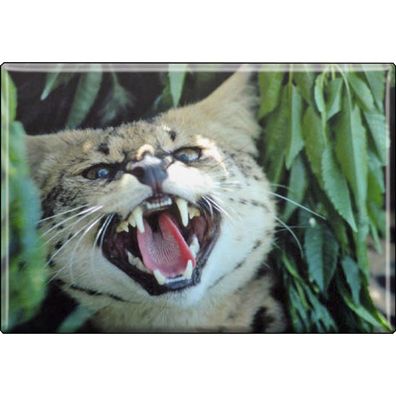 Tiermagnet - Wildkatze Luchs - Gr. ca. 8 x 5,5 cm - 37017 - Küchenmagnet