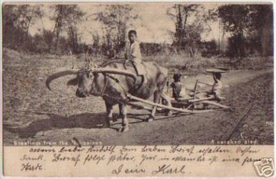 12600 Ak Philippinen Kinder mit Wasserbüffel 1907