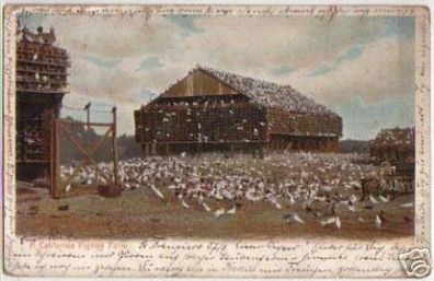 12491 Ak Kalifornien Los Angeles Pigeon-Farm 1906