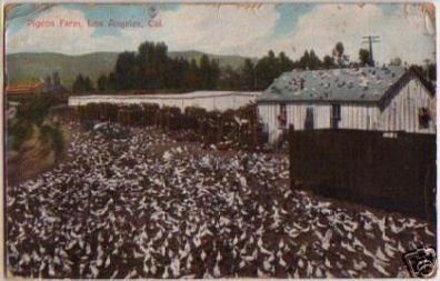 12493 Ak Kalifornien Los Angeles Pigeon-Farm 1910
