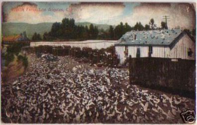 12494 Ak Kalifornien Los Angeles Pigeon-Farm 1909