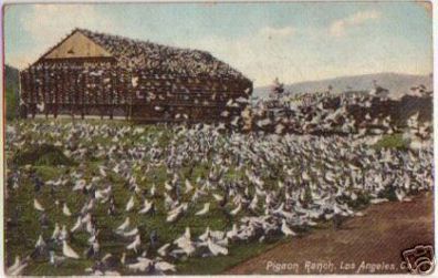 12496 Ak Kalifornien Los Angeles Pigeon-Farm 1909