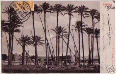 12593 Ak Kairo/ Cairo Ägypten Dattelpalmen 1906