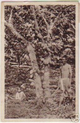12568 Ak Trinidad & Tobago Cocoa Tree 1929