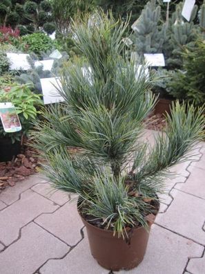 Pinus cembra Westerstede - Zirbelkiefer Westerstede