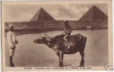 04376 Ak Cairo Pyramids and a native Boy on a Buffalo