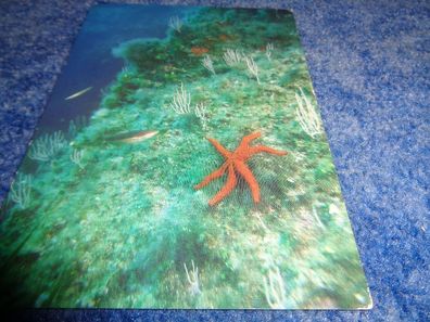 5502 Postkarte, Ansichtskarte-Meerestiere / Seesterne