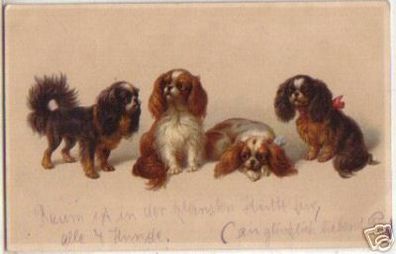 06282 M. Munk Künstler Ak mit 4 Hunden um 1910
