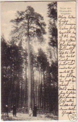 15000 Ak Gruß aus Eberswalde Königskiefer 1905