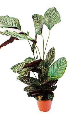 XXL-Schattenpflanze mit ausgefallenem Blattmuster - Calathea ornata - 19cm Topf - ...