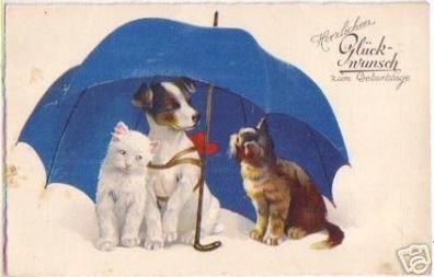 16751 Ak 2 Katzen und Hund unter Regenschirm um 1920