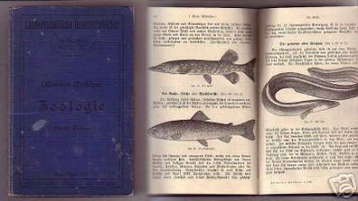 schönes Buch "Leitfaden der Zoologie" von 1907