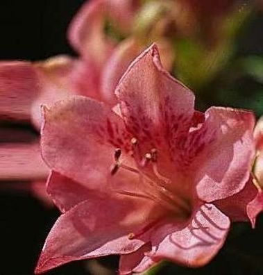 Azalea japonica Blaauws Pink - 25 - 30 cm
